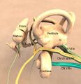 Inner and middle ear anatomy (Radiopaedia 35929).jpg