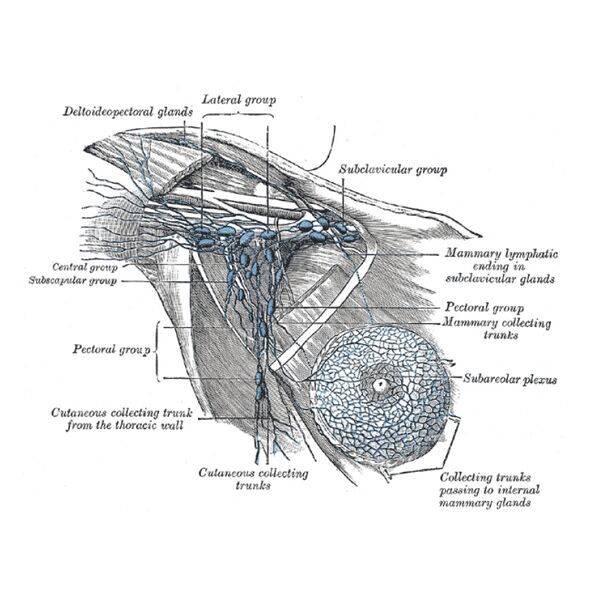 File:Lymphatics of the breast and axilla (Gray's illustration) (Radiopaedia 85463).jpeg