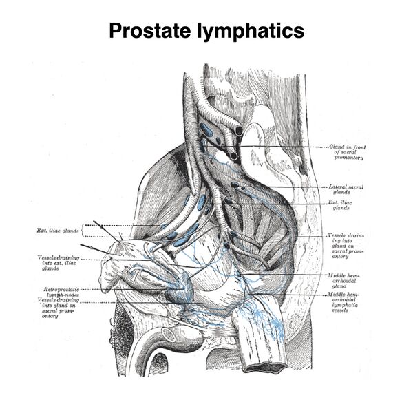 File:Lymphatics of the prostate (Gray's illustration) (Radiopaedia 85541).jpeg