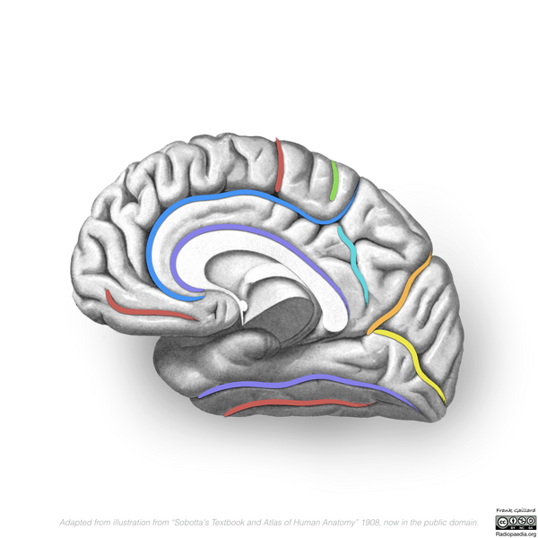 File:Neuroanatomy- medial cortex (diagrams) (Radiopaedia 47208-58969 Whole brain sulci 6).png