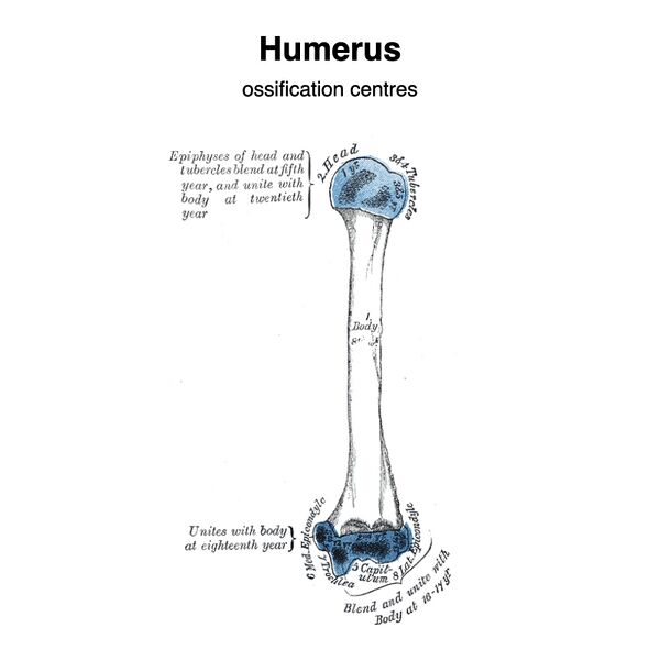 File:Humerus - ossification centers (Gray's illustrations) (Radiopaedia 83191).jpeg