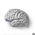 Neuroanatomy- lateral cortex (diagrams) (Radiopaedia 46670-51313 Orbital gyri 4).png