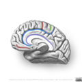 Neuroanatomy- medial cortex (diagrams) (Radiopaedia 47208-58969 C 4).png