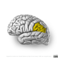 Neuroanatomy- lateral cortex (diagrams) (Radiopaedia 46670-51313 N 4).png
