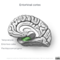 Neuroanatomy- medial cortex (diagrams) (Radiopaedia 47208-52697 Entorhinal cortex 1).png
