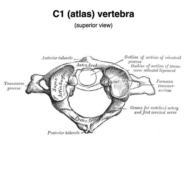 File:Atlas (Gray's illustration) (Radiopaedia 82884).jpeg
