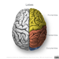 Neuroanatomy- superior cortex (diagrams) (Radiopaedia 59317-66669 All lobes 2).png