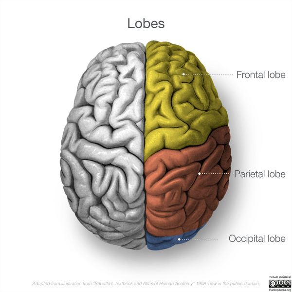 File:Neuroanatomy- superior cortex (diagrams) (Radiopaedia 59317-66669 All lobes 2).png