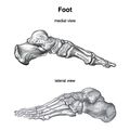 Bones of the foot (Gray's illustration) (Radiopaedia 83380).jpeg