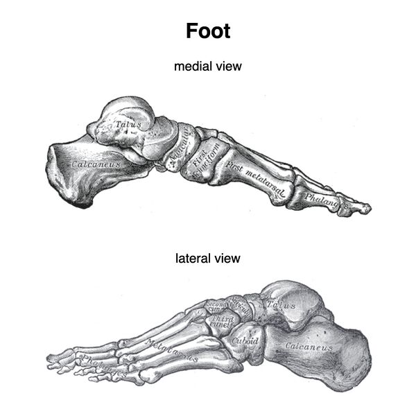 File:Bones of the foot (Gray's illustration) (Radiopaedia 83380).jpeg