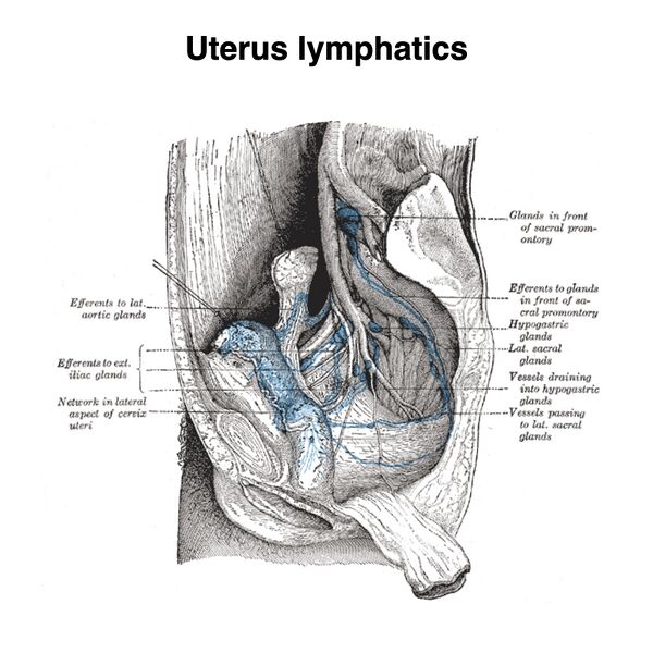 File:Lymphatics of the uterus (Gray's illustration) (Radiopaedia 85542).jpeg