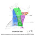 Lymph node levels (illustration) (Radiopaedia 9618).jpg