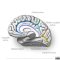 Neuroanatomy- medial cortex (diagrams) (Radiopaedia 47208-51763 B 3).png
