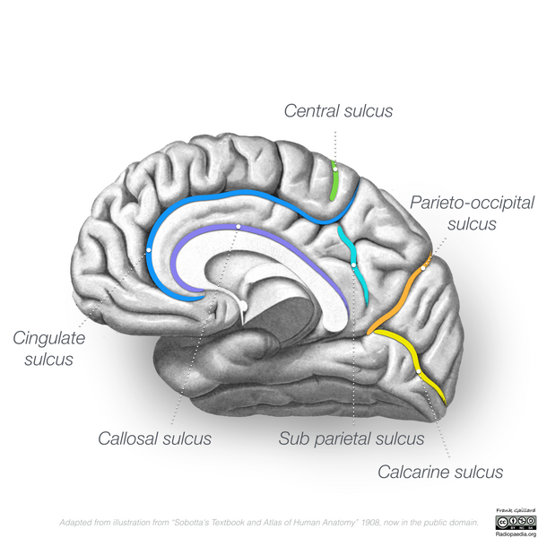 File:Neuroanatomy- medial cortex (diagrams) (Radiopaedia 47208-51763 B 3).png