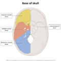 Base of skull (illustrations) (Radiopaedia 59251-66592 B 2).png