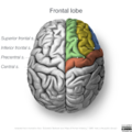 Neuroanatomy- superior cortex (diagrams) (Radiopaedia 59317-66670 Frontal lobe gyri 3).png