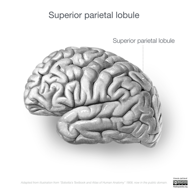 File:Neuroanatomy- lateral cortex (diagrams) (Radiopaedia 46670-51313 M 2).png