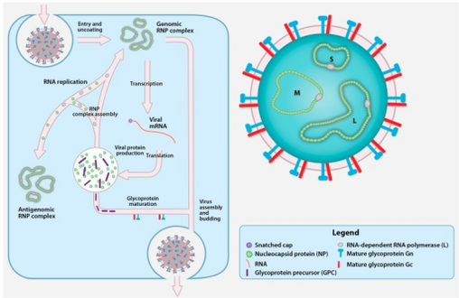 Crimean-Congo hemorrhagic fever virus (CCHFV) virion and replication cycle.