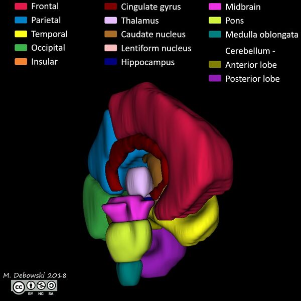 File:Brain lobes - annotated MRI (Radiopaedia 61691-69700 3D reconstruction 12).JPG