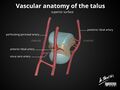 Anatomy of the talus (Radiopaedia 31891-32847 B 1).jpg