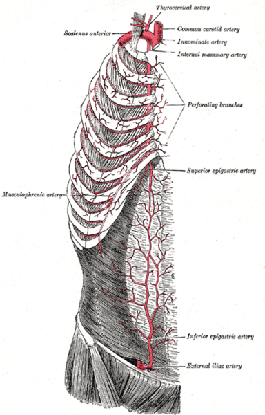 File:Anterior thorax and abdominal wall arterial supply (Gray's illustration) (Radiopaedia 81909).png