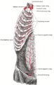 Anterior thorax and abdominal wall arterial supply (Gray's illustration) (Radiopaedia 81909).png