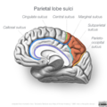 Neuroanatomy- medial cortex (diagrams) (Radiopaedia 47208-58969 D 1).png