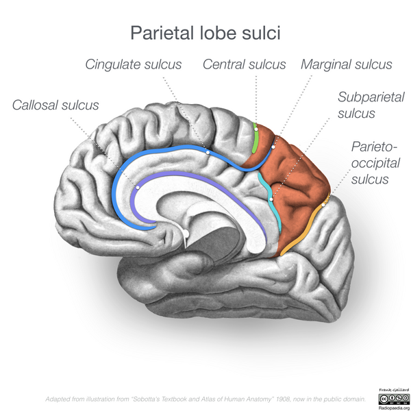 File:Neuroanatomy- medial cortex (diagrams) (Radiopaedia 47208-58969 D 1).png