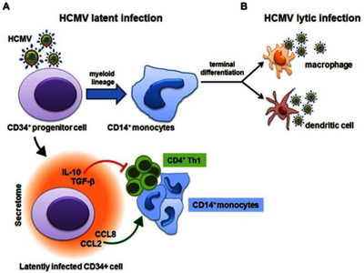 Human cytomegalovirus (HCMV)-derived secretome and virus latency
