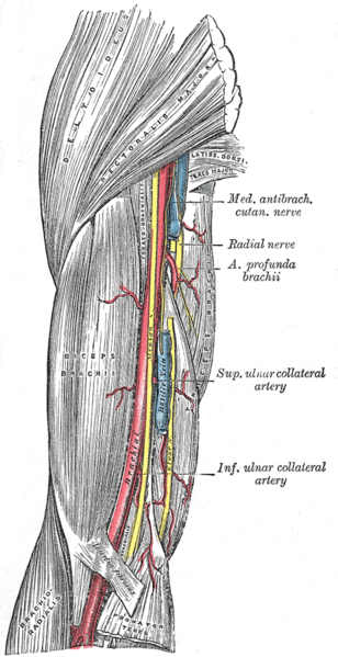 File:Arm anatomy (Gray's illustration) (Radiopaedia 55129).png