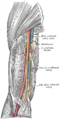 Arm anatomy (Gray's illustration) (Radiopaedia 55129).png