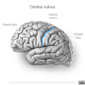 Neuroanatomy- lateral cortex (diagrams) (Radiopaedia 46670-51202 Central sulcus 1).png