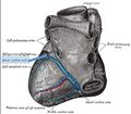 Cardiac vessels - Gray's anatomy illustrations (Radiopaedia 34282-35573 B 1).jpg