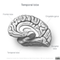 Neuroanatomy- medial cortex (diagrams) (Radiopaedia 47208-51763 F 2).png