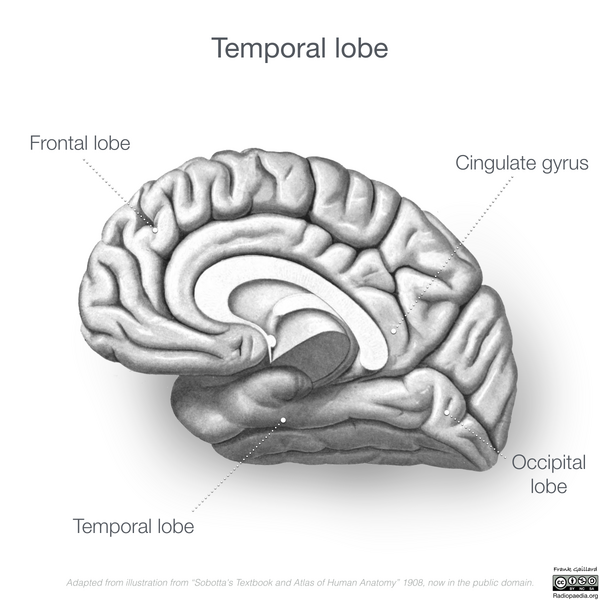 File:Neuroanatomy- medial cortex (diagrams) (Radiopaedia 47208-51763 F 2).png