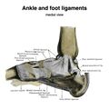 Ankle and foot ligaments (Gray's illustrations) (Radiopaedia 85135-100688 A 1).jpeg