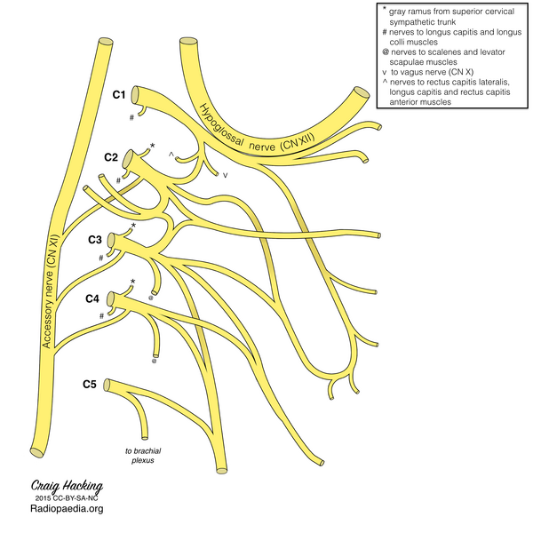 File:Cervical plexus (diagram) (Radiopaedia 37804-39723 to brachial plexus 1).png