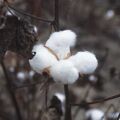Cotton on a cotton plant (photo) (Radiopaedia 35865).jpg