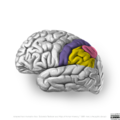 Neuroanatomy- lateral cortex (diagrams) (Radiopaedia 46670-51313 Pareital lobe gyri 4).png