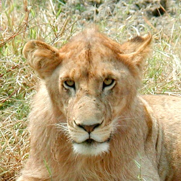 File:Lion (photo) (Radiopaedia 9673).jpg