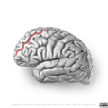 Neuroanatomy- lateral cortex (diagrams) (Radiopaedia 46670-51202 A 4).png