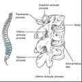 Bones and ligaments of the vertebral column (illustrations) (Radiopaedia 42770-45935 M 1).jpg