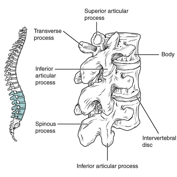 File:Bones and ligaments of the vertebral column (illustrations) (Radiopaedia 42770-45935 M 1).jpg