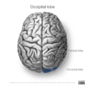Neuroanatomy- superior cortex (diagrams) (Radiopaedia 59317-66669 Occipital lobe 2).png