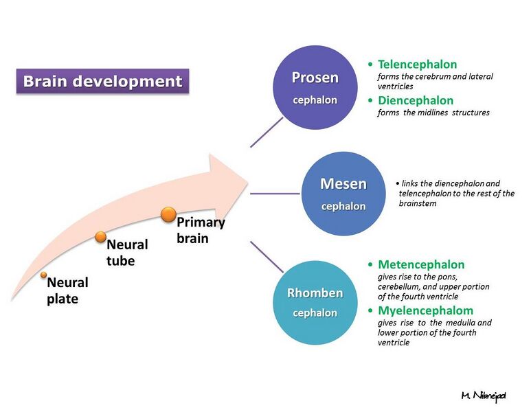 File:Brain development (diagram) (Radiopaedia 21105).jpg