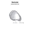 Navicular (Gray's illustration) (Radiopaedia 83348-97763 B 1).jpeg