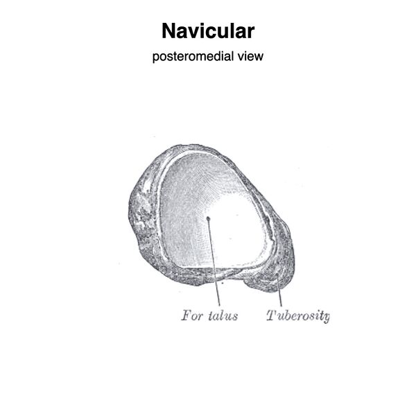 File:Navicular (Gray's illustration) (Radiopaedia 83348-97763 B 1).jpeg