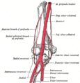 Arteries of the elbow (Gray's illustration) (Radiopaedia 55130).png