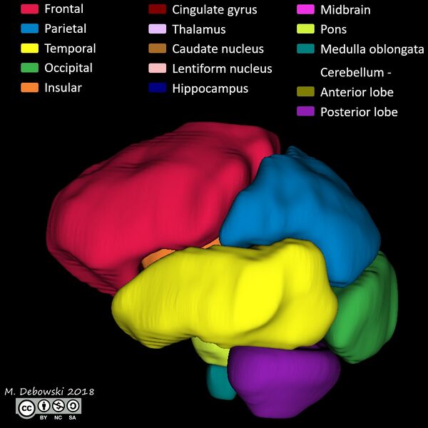 File:Brain lobes - annotated MRI (Radiopaedia 61691-69700 3D reconstruction 41).JPG