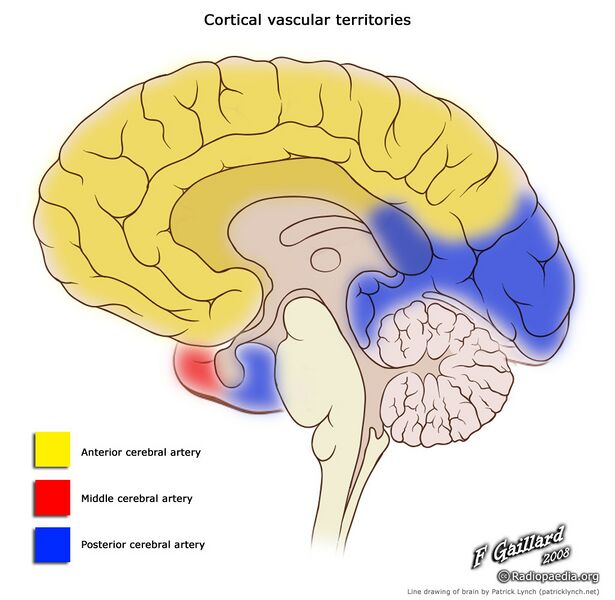 File:Cerebral vascular territories in the midline (illustration) (Radiopaedia 36100).jpg
